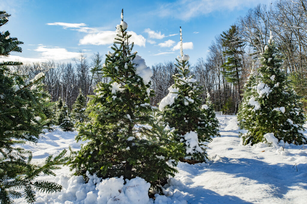 Climate Change Is Threatening Christmas Classics