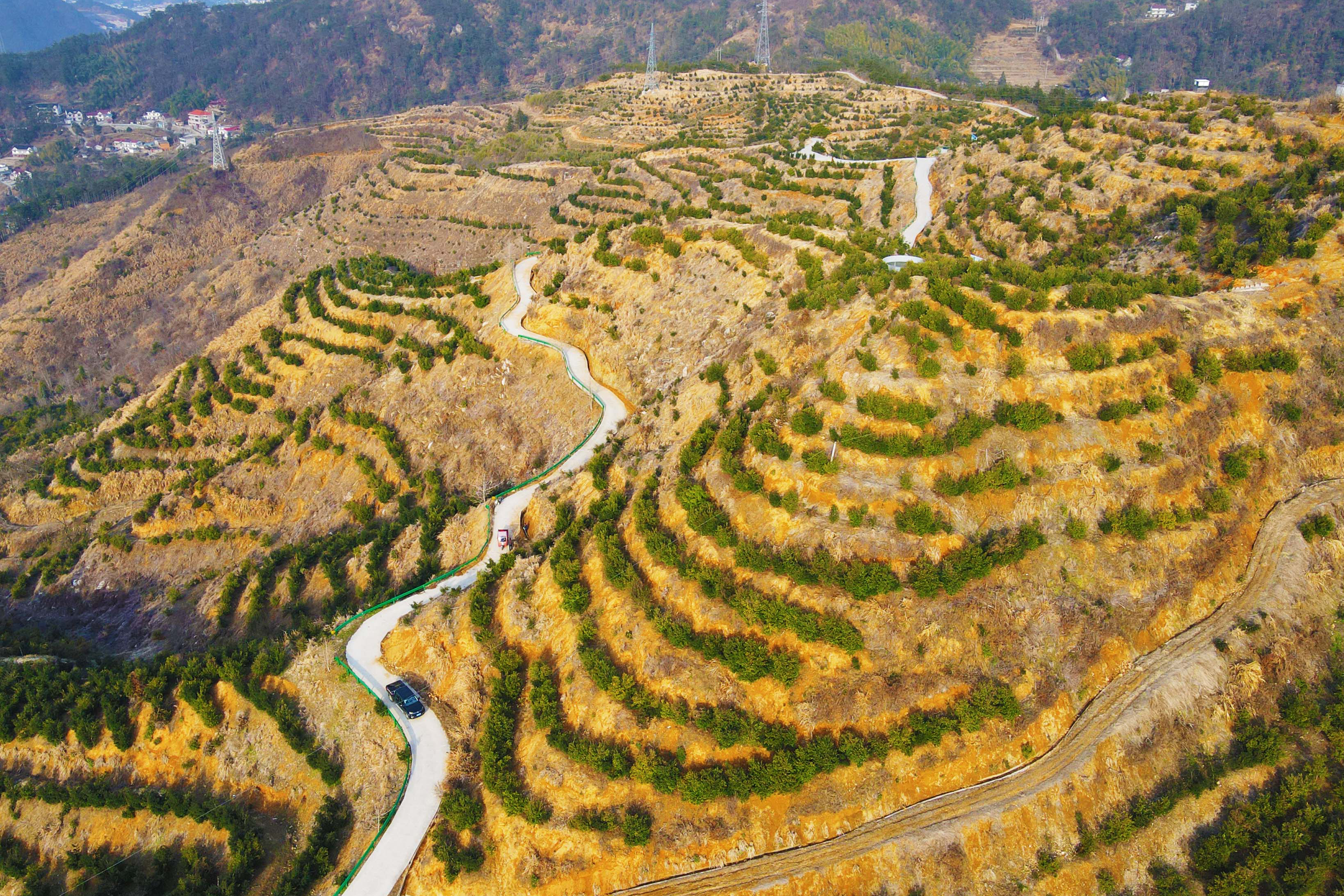 A view of Chinese torreya trees, planted on what was once a barren mountain, in Anqing, China. Credit: Costfoto/NurPhoto via Getty Images