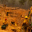 Firefighters with the U.S. Forest Service prepare a hoselay on a hillside during the Park Fire in Tehama County, Calif., on July 27, 2024. Credit: Stephen Lam/San Francisco Chronicle via Getty Images