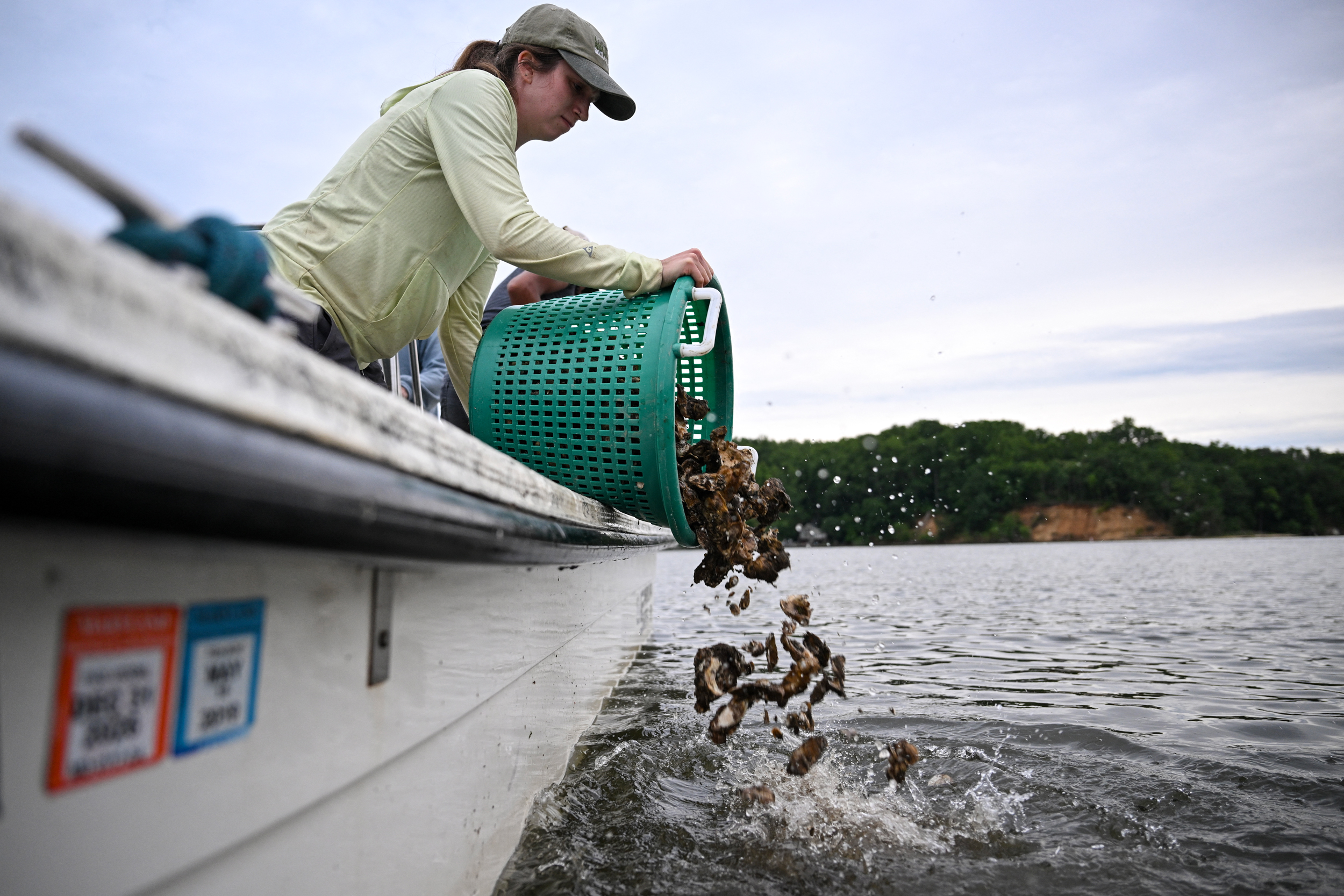 Adelle Thrush, an intern with the Chesapeake Bay Foundation, dumps a basket of oysters into an oyster reef on the Severn River, a tidal tributary of the Chesapeake Bay, on May 20 near Annapolis, Md. Credit: Drew Angerer/AFP via Getty Images
