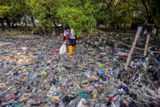 A volunteer from the Ecological Observation and Wetlands Conservation collects plastic waste from a mangrove swamp on July 26 in Surabaya, Indonesia. Credit: Juni Kriswanto/AFP via Getty Images
