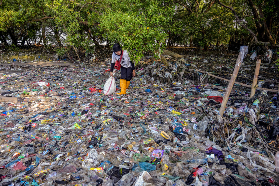 A volunteer from the Ecological Observation and Wetlands Conservation collects plastic waste from a mangrove swamp on July 26 in Surabaya, Indonesia. Credit: Juni Kriswanto/AFP via Getty Images