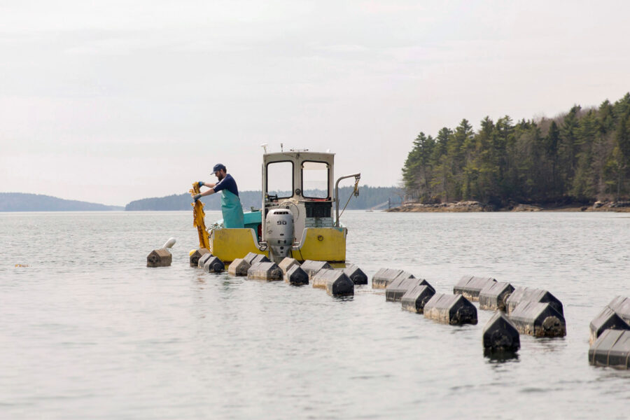 A shellfish harvester pours out small littleneck clams from a net at the Winnegance oyster farm on the New Meadows River in West Bath, Maine. Credit: Brianna Soukup/Portland Portland Press Herald via Getty Images
