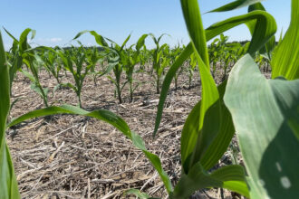 A cornfield in Ohio. Credit: H2Ohio