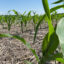 A cornfield in Ohio. Credit: H2Ohio
