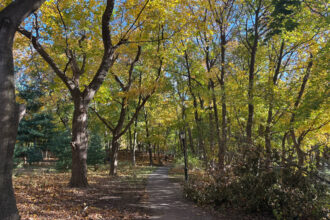 A view of Forest Park in Queens, New York City. The Natural Areas Conservancy will partner with the Forest Park Trust to enhance the area. Credit: Lauren Dalban/Inside Climate News