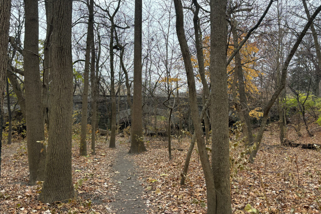 The area of Bronx Park that will be restored by the Bronx River Alliance. Credit: Lauren Dalban/Inside Climate News