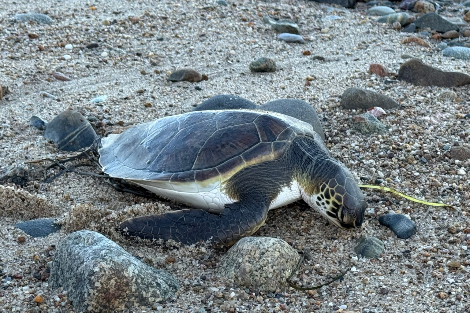 Hundreds of Sea Turtles Are Freezing in Cape Cod - Inside Climate News