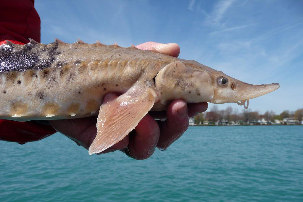 A juvenile lake sturgeon captured during a fisheries assessment by the U.S. Fish and Wildlife Service in the St. Clair-Detroit River System. Credit: James Boase/USFWS