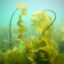 Sugar kelp (Saccharina latissima) stands tall and creates foundational habitat. Credit: Shane Farrell