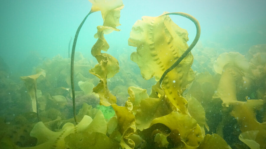 Sugar kelp (Saccharina latissima) stands tall and creates foundational habitat. Credit: Shane Farrell