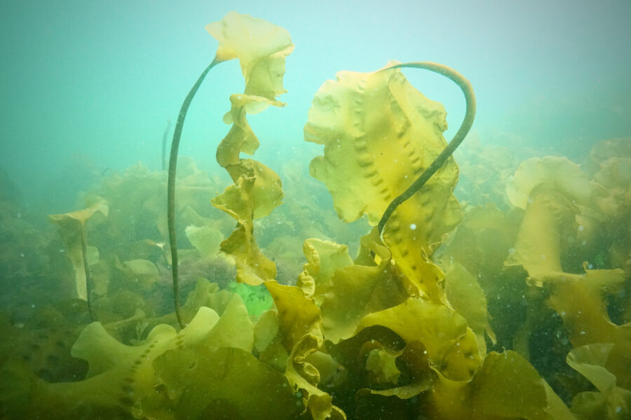 Sugar kelp (Saccharina latissima) stands tall and creates foundational habitat. Credit: Shane Farrell