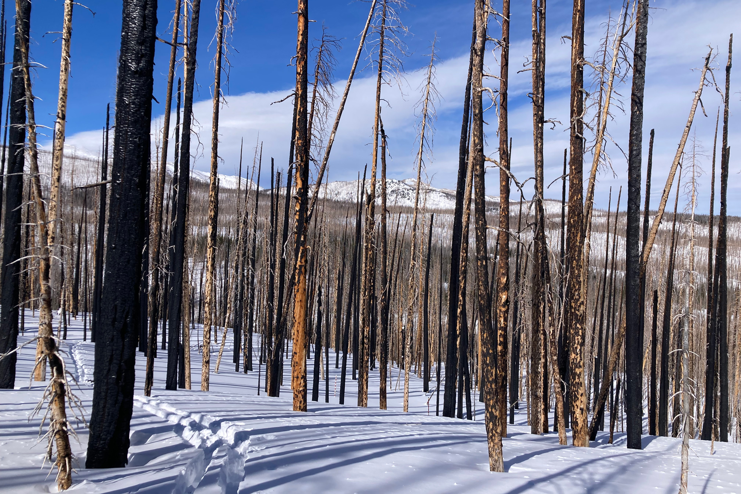 A high-severity burn in Colorado’s Rocky Mountains. Wildfires are altering the snowpack, a crucial source of water in the West. Credit: Arielle Koshkin