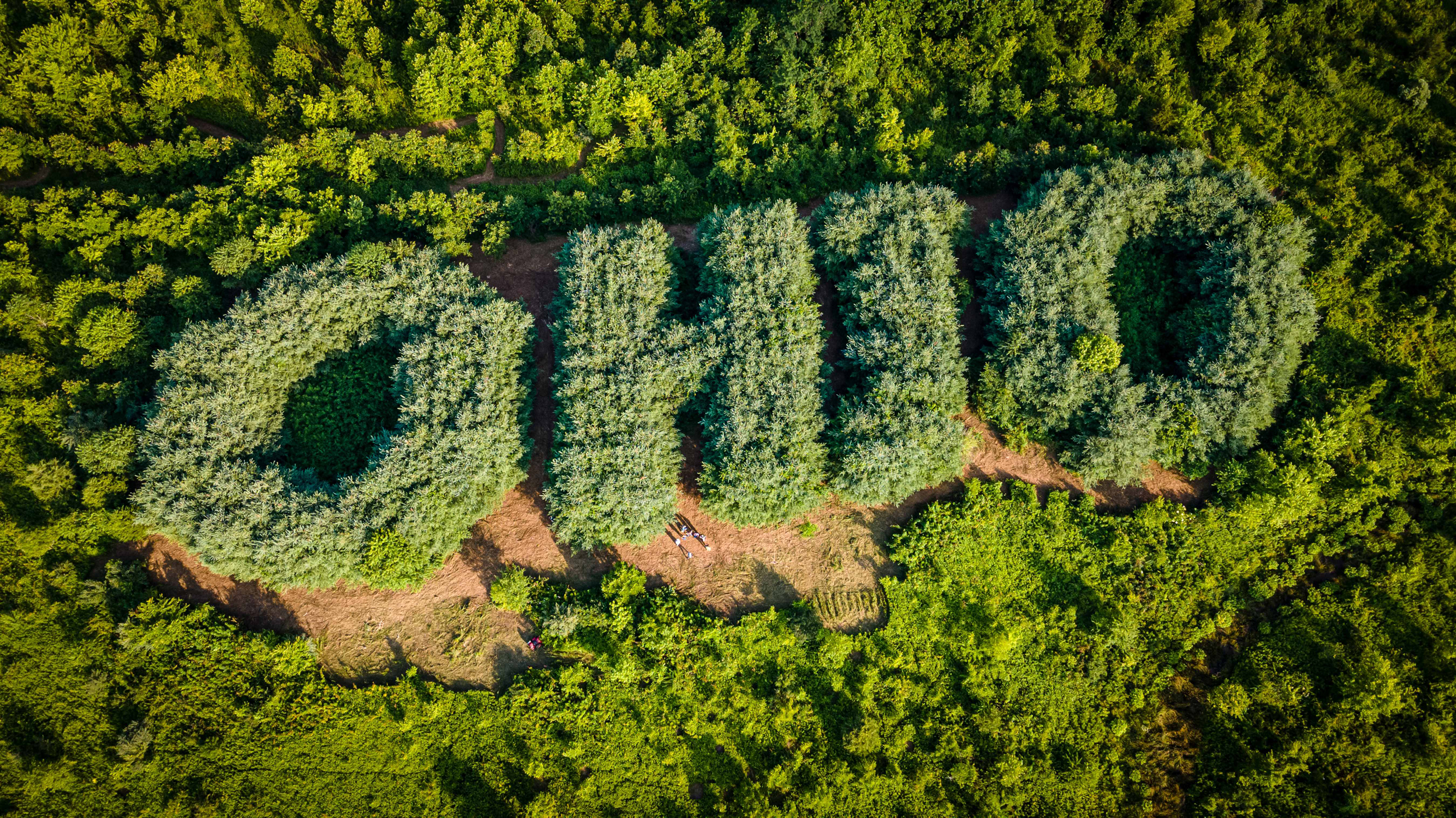 Trees are planted to spell "OHIO" in a field near Chauncey, Ohio. Credit: Courtesy of David Funk