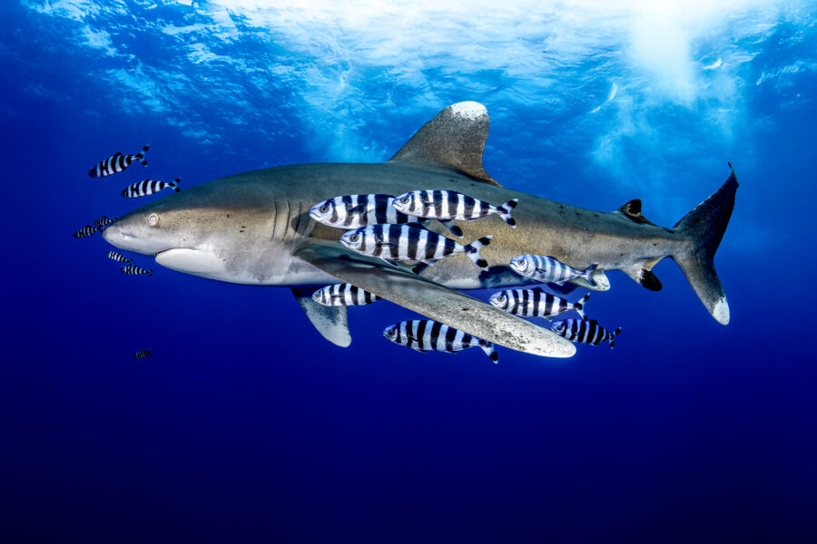 Oceanic whitetip sharks just received the highest of protections offered by the Convention on International Trade in Endangered Species of Wild Fauna and Flora. All international trade of the species is now strictly prohibited. Credit: Renata Romeo