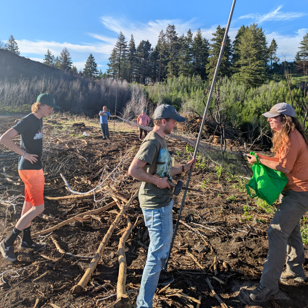 The songbird team sets up a mist net in what used to be a net lane through dense cherry shrubs and Douglas fir trees. Credit: Heidi Ware Carlisle