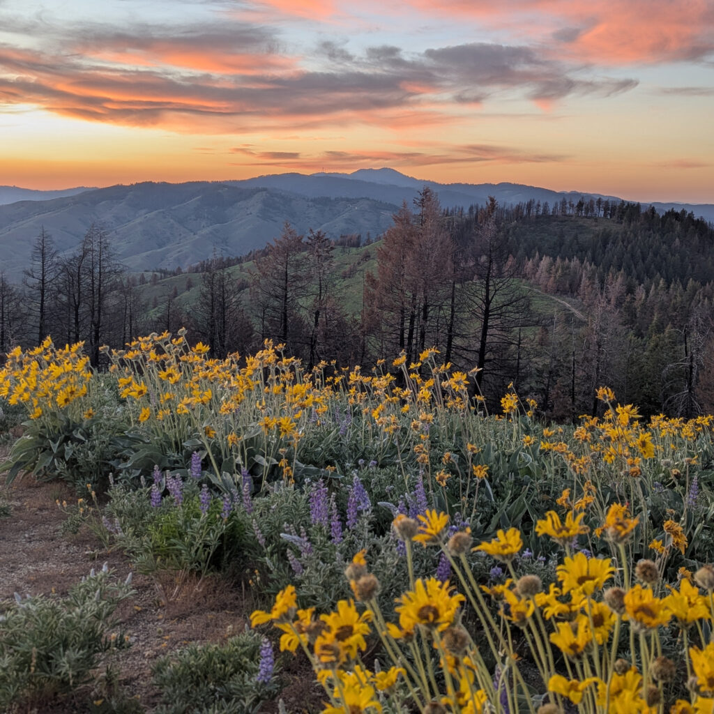 A view of sunset looking north from Lucky Peak. Burned forest is seen in the background with plants resprouting in the foreground. Credit: Heidi Ware Carlisle