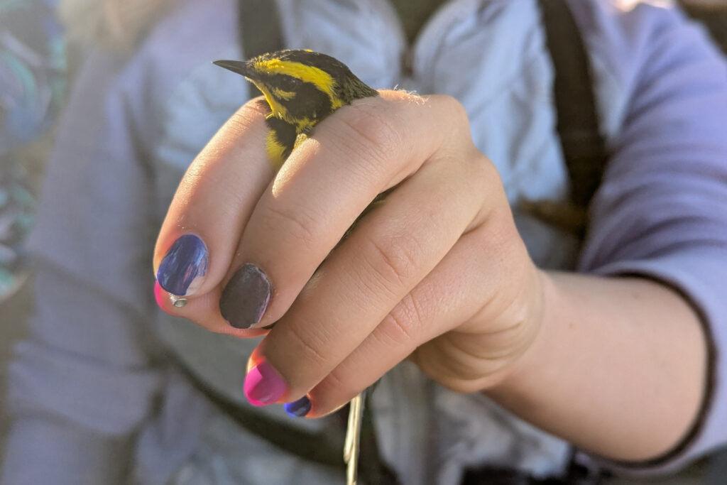Zoe Bonerbo bands an adult male Townsend’s Warbler at Lucky Peak on June 8. Credit: Heidi Ware Carlisle