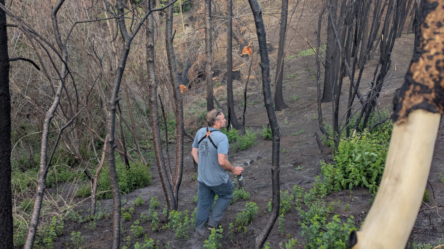 Jay Carlisle, research director at Boise State University’s Intermountain Bird Observatory, walks through the burned forest near Lucky Peak station. Credit: Heidi Ware Carlisle