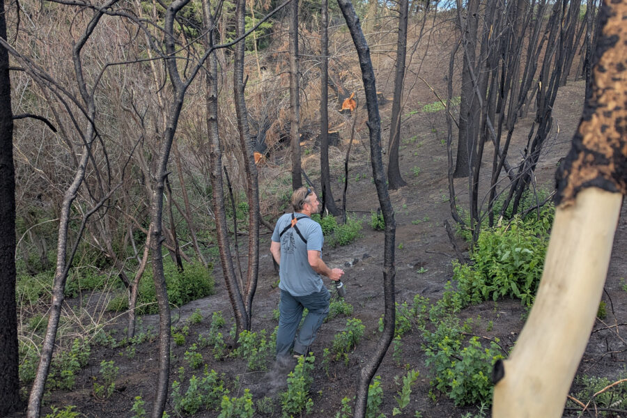 Jay Carlisle, research director at Boise State University’s Intermountain Bird Observatory, walks through the burned forest near Lucky Peak station. Credit: Heidi Ware Carlisle