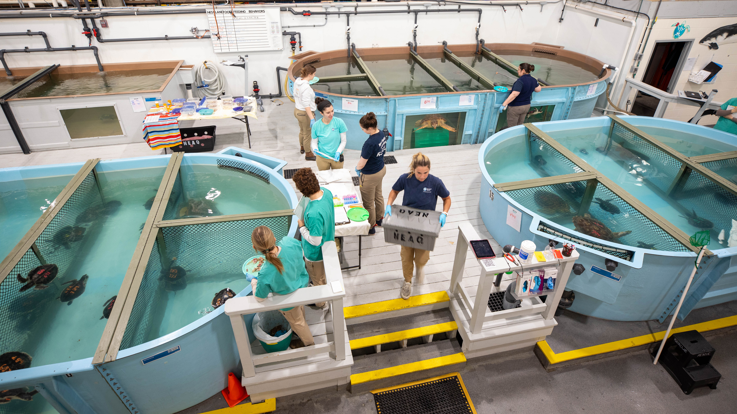 The New England Aquarium sea turtle hospital can accommodate up to 80 turtles at a time. This season, more than 500 turtles have come through their doors. Many are transported to other rehab facilities once they are stabilized so they can receive further care until they are released back in the ocean. Credit: Vanessa Kahn/New England Aquarium