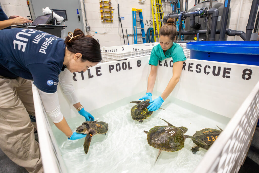 Each turtle that enters the New England Aquarium sea turtle hospital has a number painted on its shell for identification purposes. Credit: Vanessa Kahn/New England Aquarium