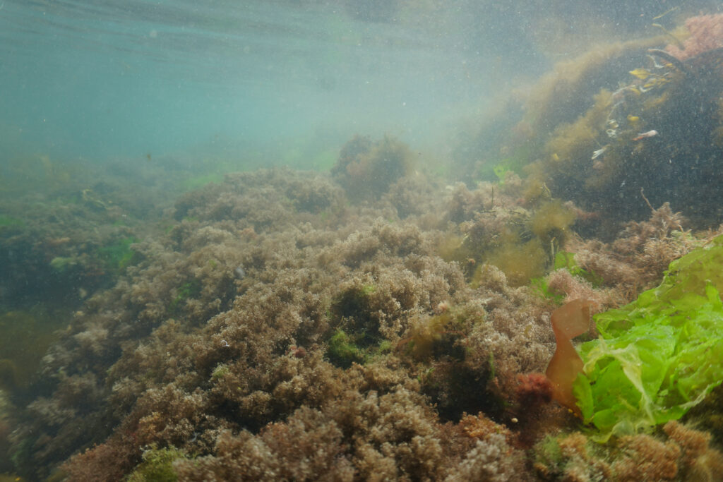 A turf reef is covered in low-lying dense carpets of redish-brown turf algae. Credit: Shane Farrell