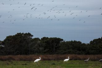 White whooping cranes in Aransas County, Texas, in January 2025. Credit: Pu Ying Huang / Texas Tribune