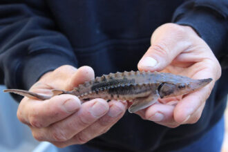A young lake sturgeon. Credit: USFWS
