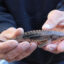A young lake sturgeon. Credit: USFWS