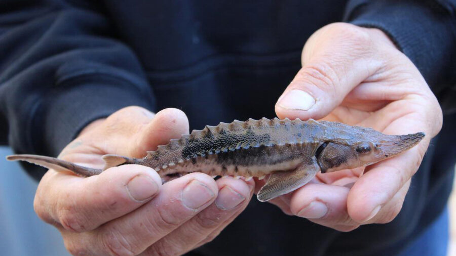 A young lake sturgeon. Credit: USFWS