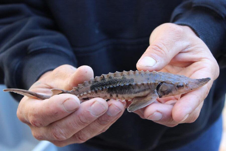 A young lake sturgeon. Credit: USFWS