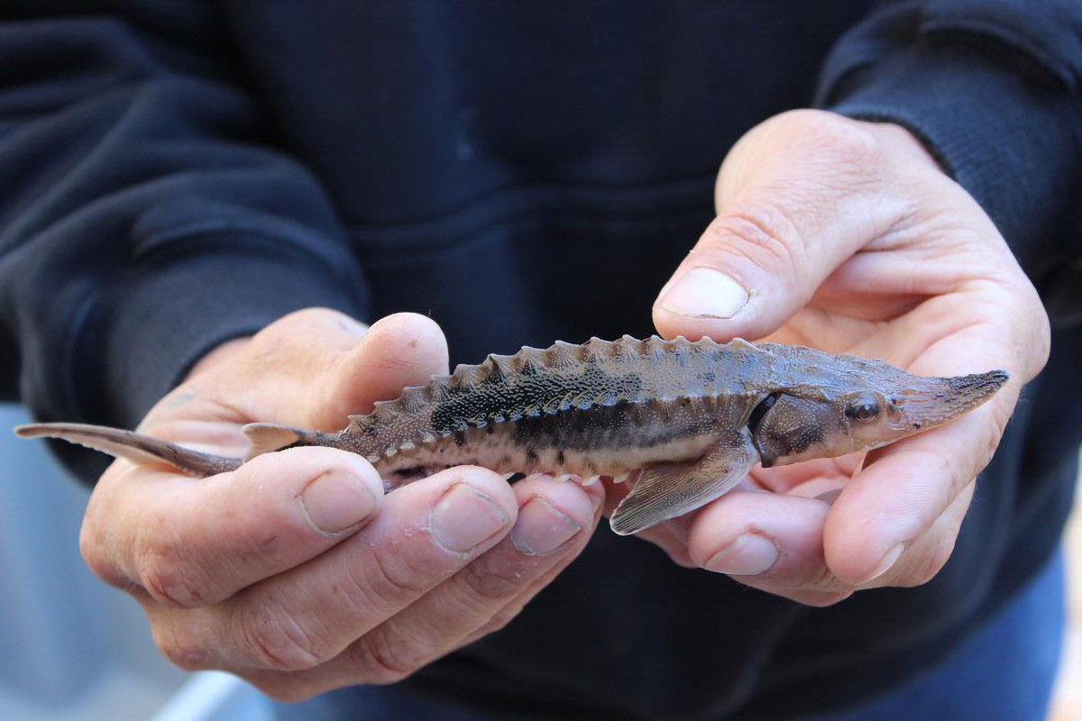 A young lake sturgeon. Credit: USFWS