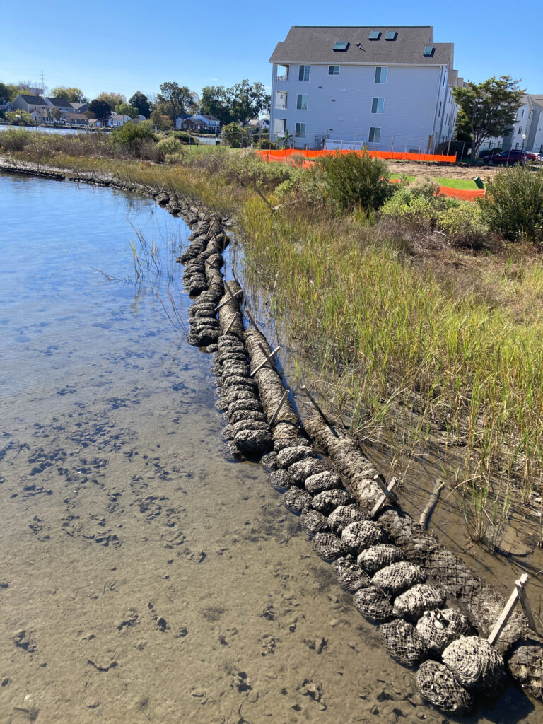 The Oyster reef project by the Chesapeake Bay Foundation, at Hampton's Pine Cone Harbour. The mesh bags nearest the water contain recycled oyster shells, which will be seeded with oyster larvae. Credit: Phred Dvorak/Inside Climate News