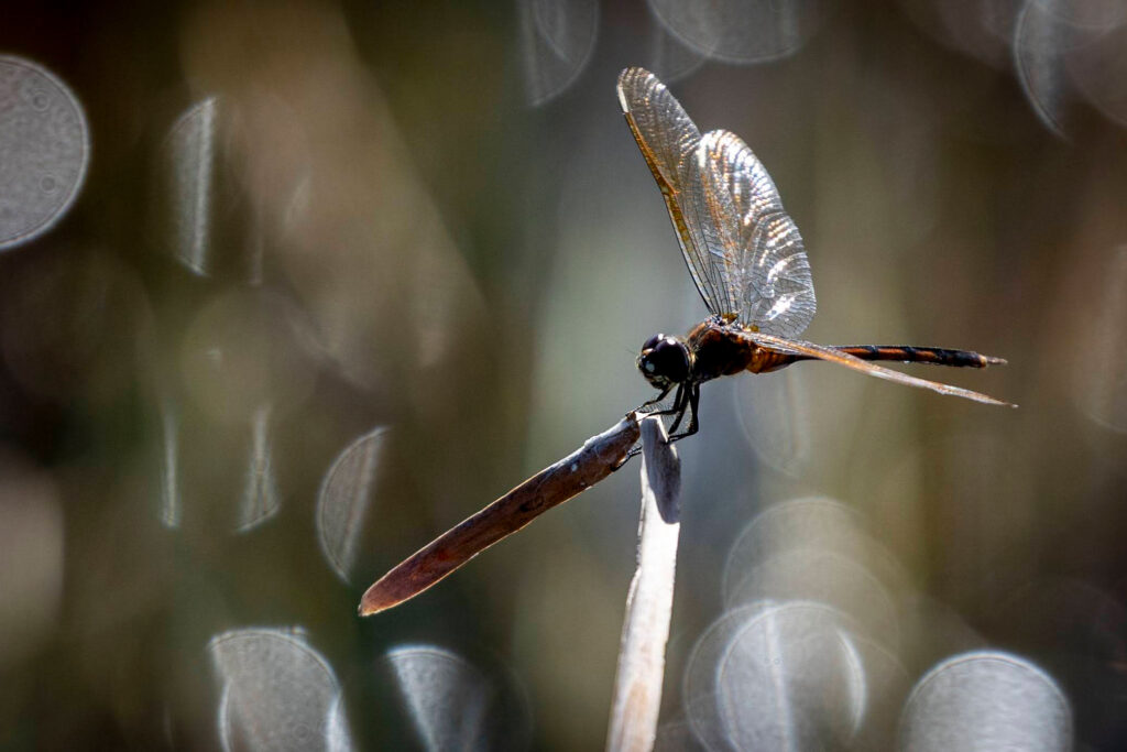 Cattails in Water Conservation Area 2A west of Fort Lauderdale signal trouble in the Everglades. They are a sign of nutrient pollution from the sugarcane fields to the north. Credit: Iglesias/Miami Herald