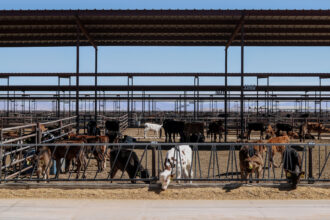 Cattle are seen at a dairy farm in Cochise County, Arizona, on March 1, 2022. Credit: Aydali Campa/Inside Climate News