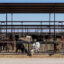 Cattle are seen at a dairy farm in Cochise County, Arizona, on March 1, 2022. Credit: Aydali Campa/Inside Climate News
