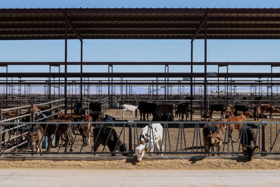 Cattle are seen at a dairy farm in Cochise County, Arizona, on March 1, 2022. Credit: Aydali Campa/Inside Climate News