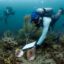 Shedd Aquarium scientist Andy Kough measures a queen conch at a survey site near Port Everglades. Credit: Aubri Keith