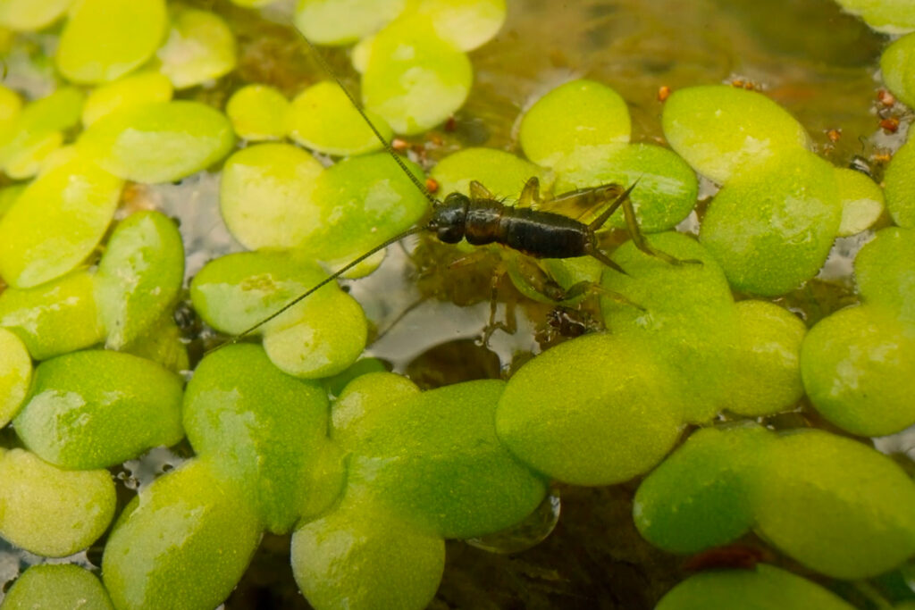 A baby cricket stands on vegetation in the Whanganui River. Credit: Richard Sidey