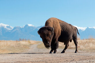 An American bison stands at the foot of a mountain in Montana. Credit: Avalon/Universal Images Group via Getty Images