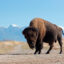 An American bison stands at the foot of a mountain in Montana. Credit: Avalon/Universal Images Group via Getty Images