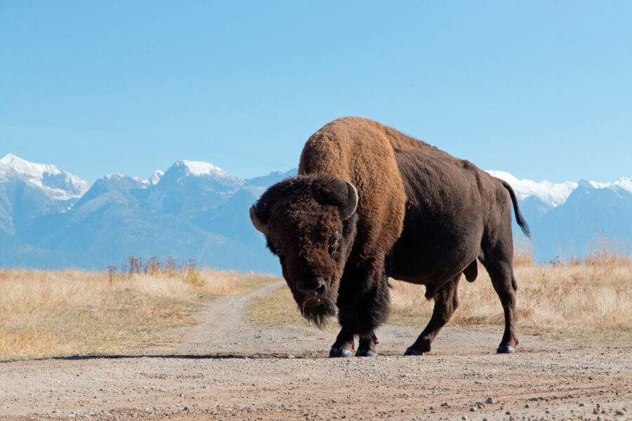 An American bison stands at the foot of a mountain in Montana. Credit: Avalon/Universal Images Group via Getty Images