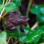A Jambato harlequin toad is seen at the Jambatu Center for Amphibian Research and Conservation in San Rafael, Ecuado. Credit: Rodrigo Buendia/AFP via Getty Images