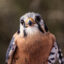 An American kestrel. Credit: Jon G. Fuller/Universal Images Group via Getty Images