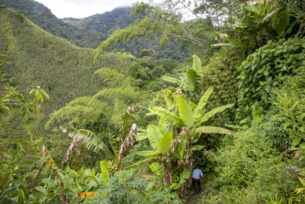 The valley is lush and green, plants of all sorts rising from the hills