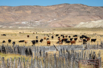 Cattle graze on a ranch in Lander County, Nevada. Credit: Jim West/Universal Images Group via Getty Images