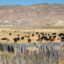 Cattle graze on a ranch in Lander County, Nevada. Credit: Jim West/Universal Images Group via Getty Images