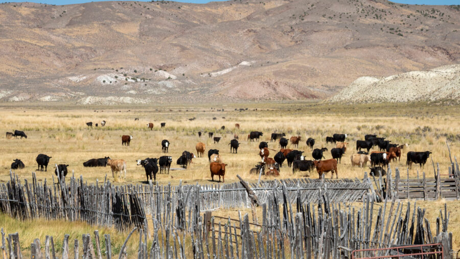 Cattle graze on a ranch in Lander County, Nevada. Credit: Jim West/Universal Images Group via Getty Images