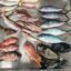 Colorful array of fish being sampled for microplastic contamination in Funafuti, Tuvalu. Credit: Dr. Brian Stockwell/The University of the South Pacific